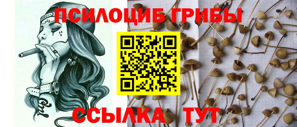 где найти   Галлюциногенные грибы мицелий  Галлюциногенные грибы Psilocybe  Вход с VPN  Керчь 